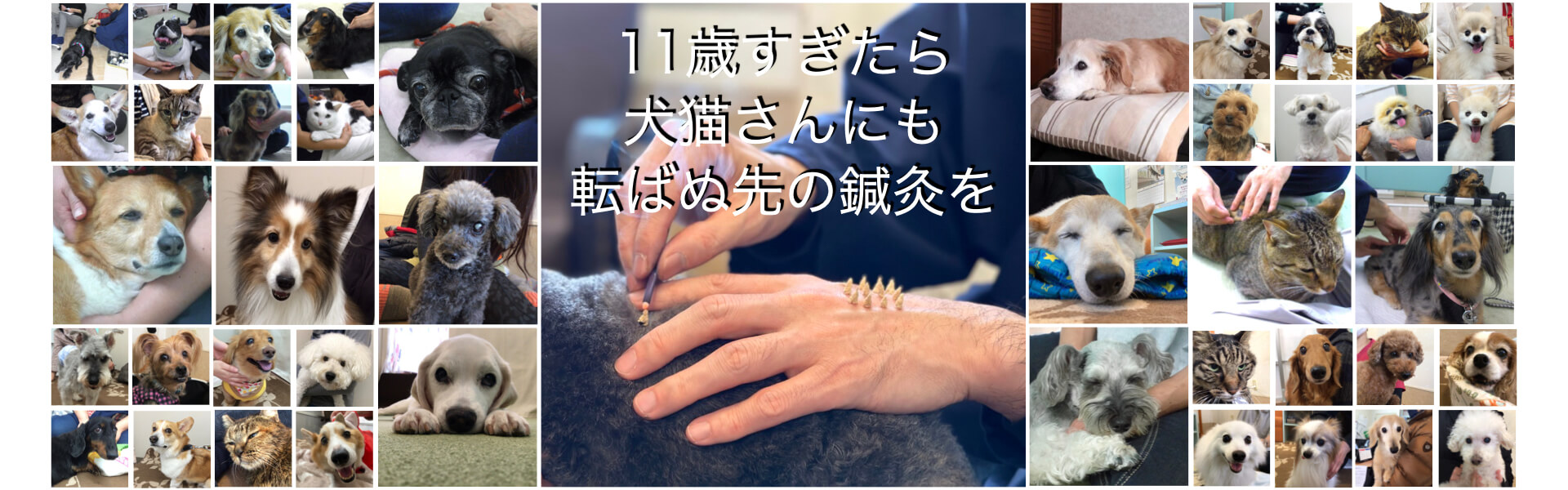 11歳すぎたら犬猫さんにも転ばぬ先の鍼灸を｜旭川ペットの訪問鍼灸院