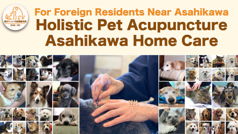 Holistic Pet Acupuncture – Asahikawa Home Care